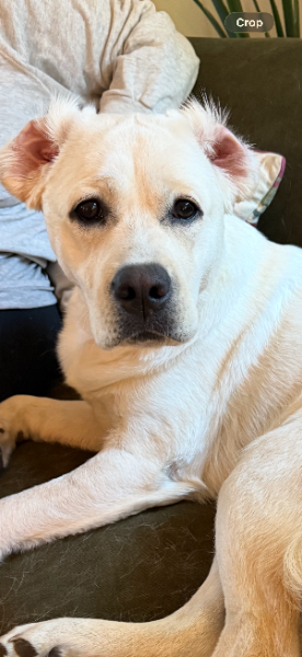Millie, cream-colored founder dog, looking into the camera from the couch